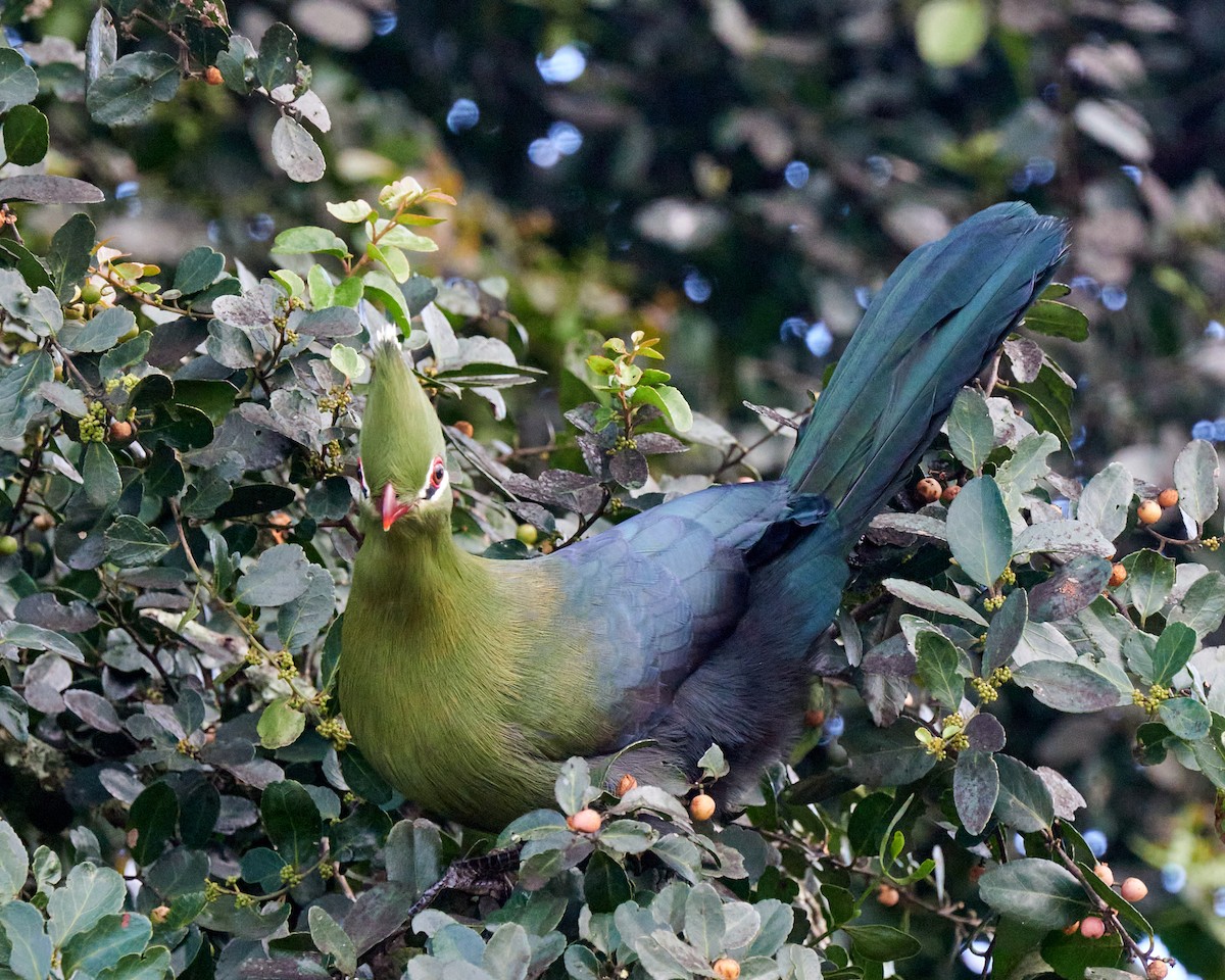 Knysna Turaco - ML642849435
