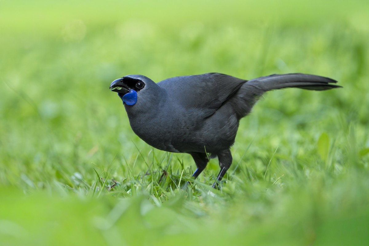 North Island Kokako - ML642849477
