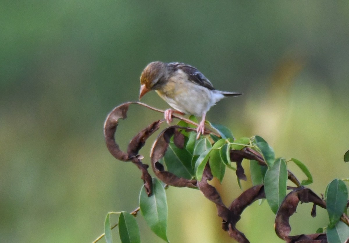 Baya Weaver - ML642849482
