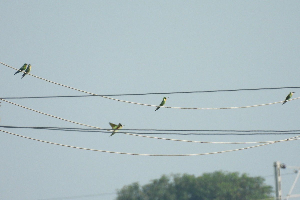 Blue-cheeked Bee-eater - ML642849483