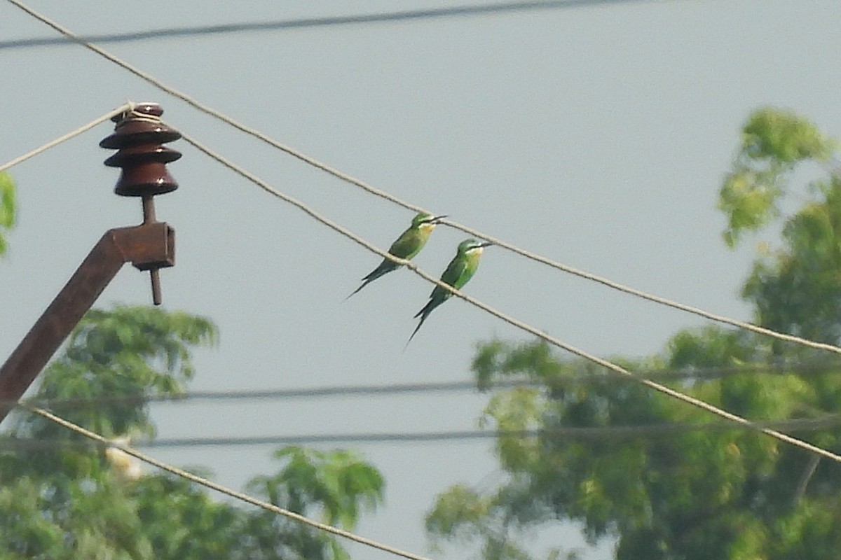 Blue-cheeked Bee-eater - ML642849487