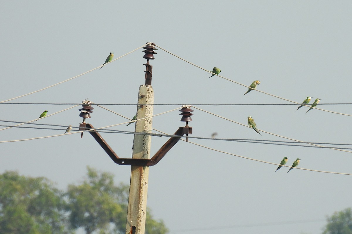 Blue-cheeked Bee-eater - ML642849488