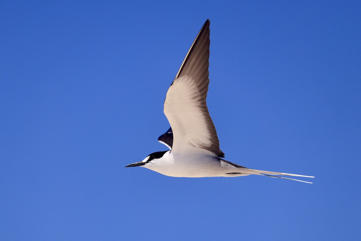 Sooty Tern - ML642849492