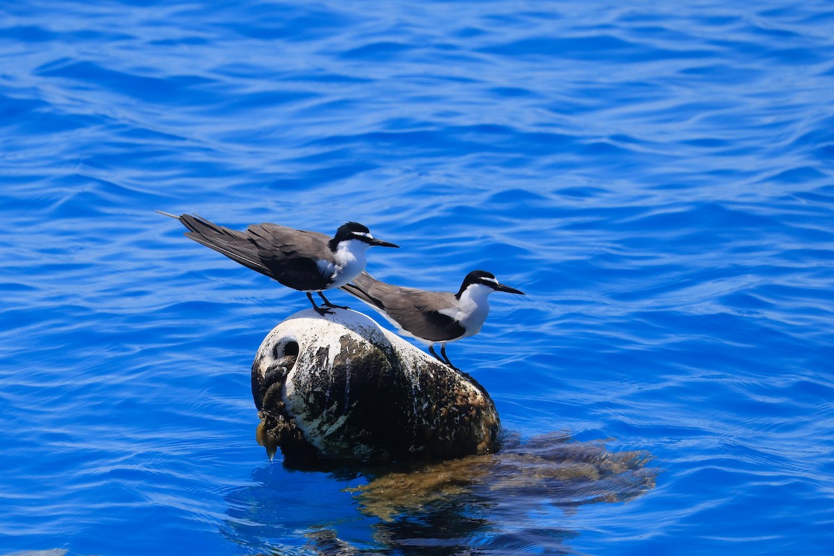 Bridled Tern - ML642849494