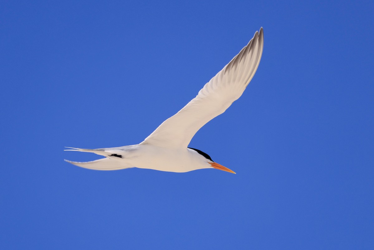 Lesser Crested Tern - ML642849498