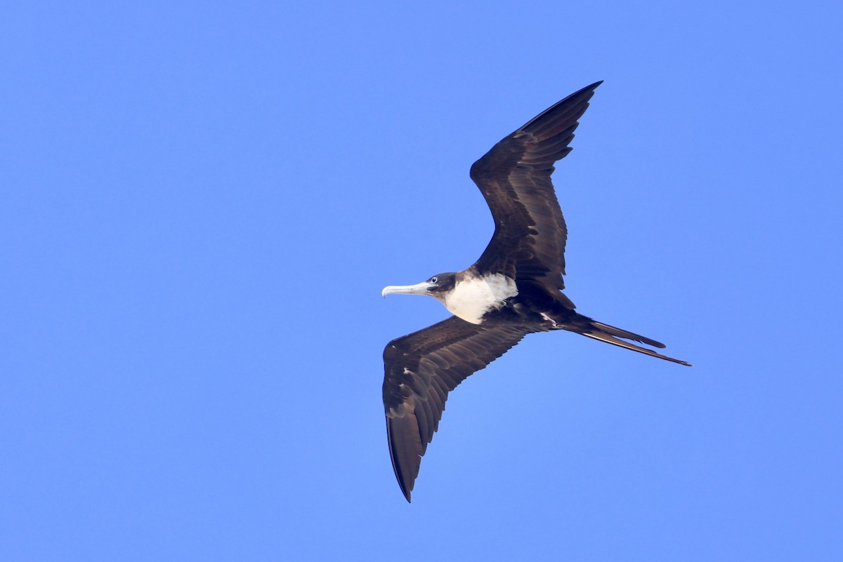 Great Frigatebird - ML642849499