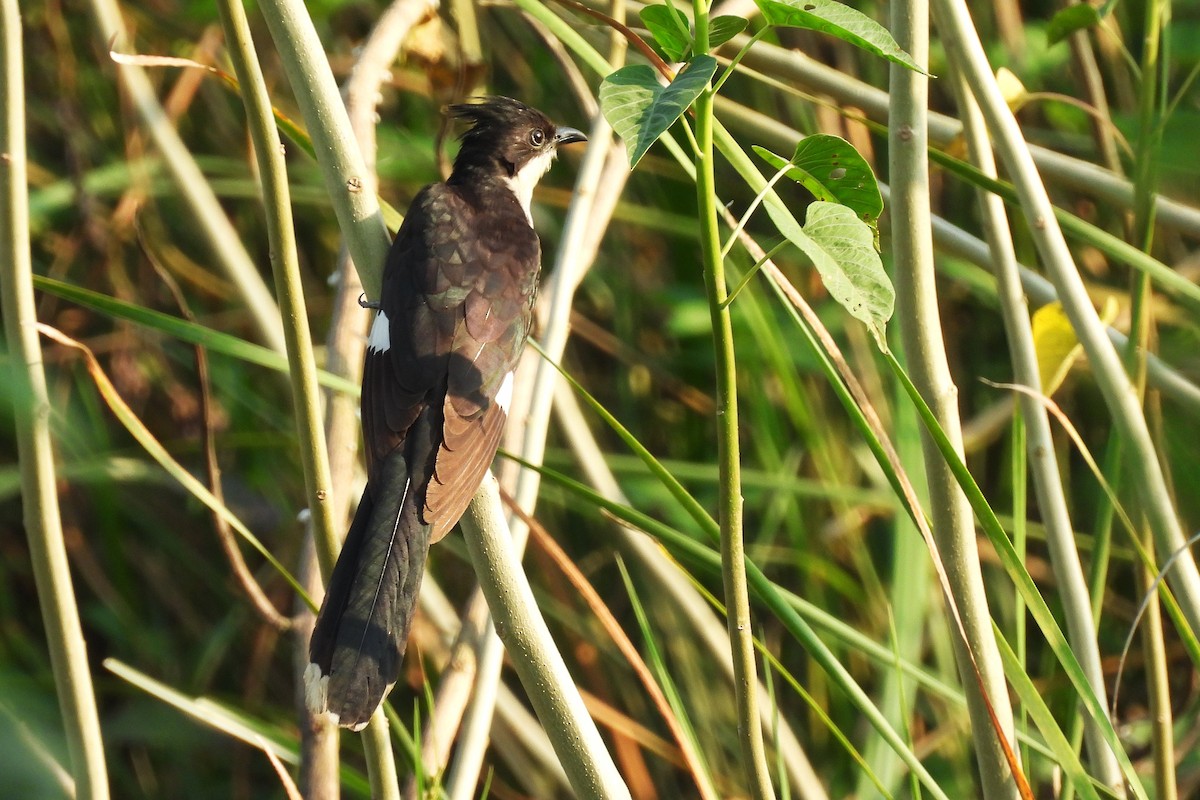 Pied Cuckoo - ML642849503