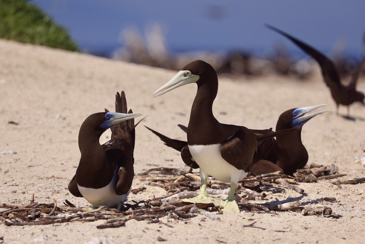 Brown Booby - ML642849506