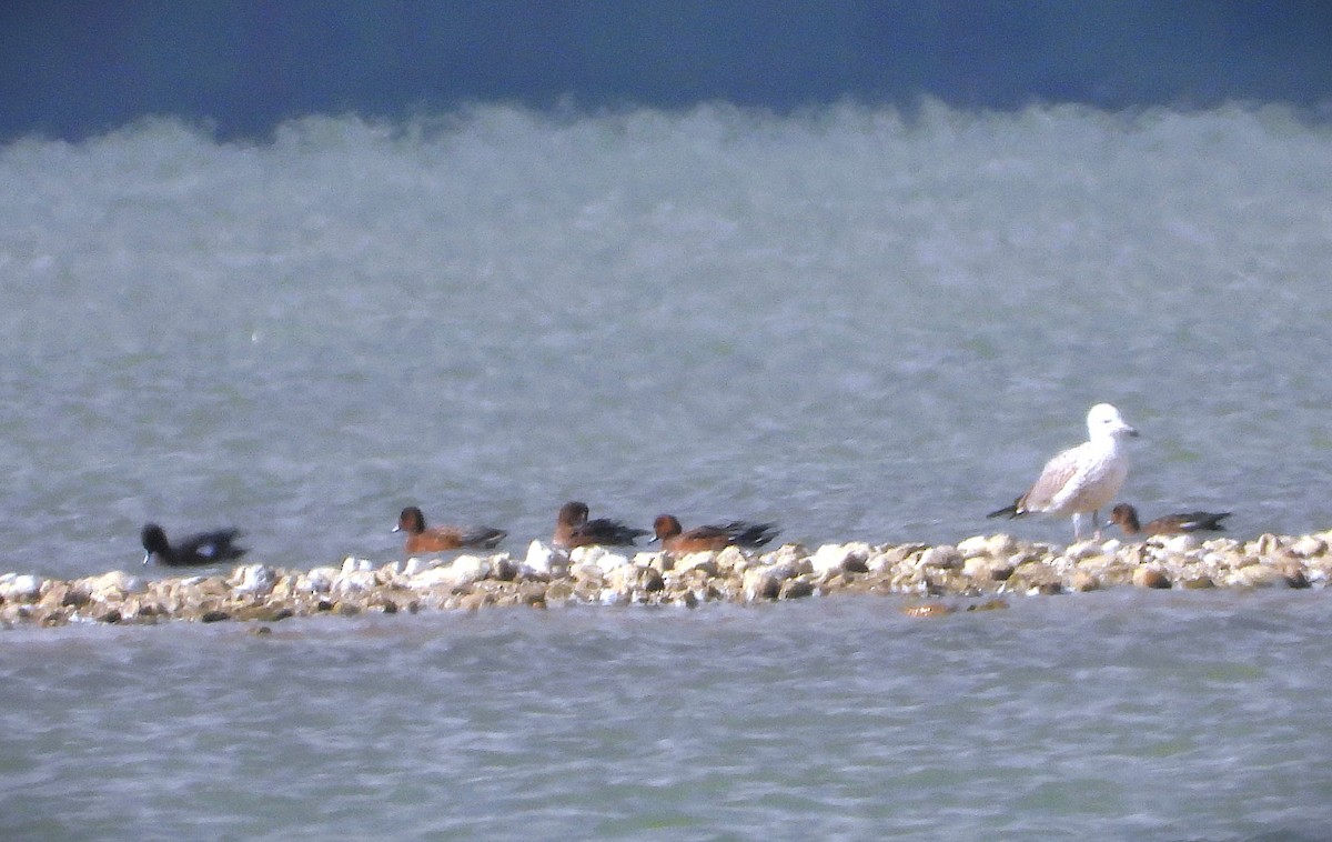 Eurasian Wigeon - ML642849507
