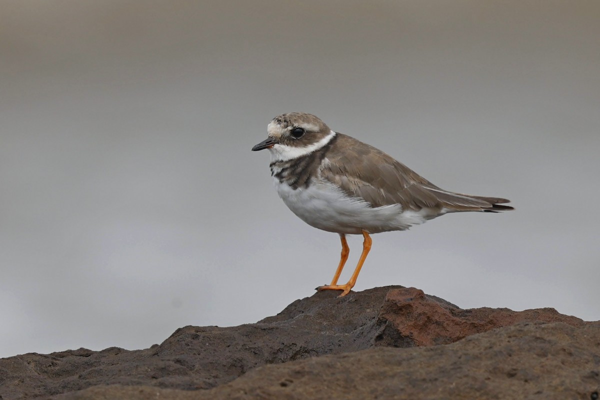 Common Ringed Plover - ML642849514
