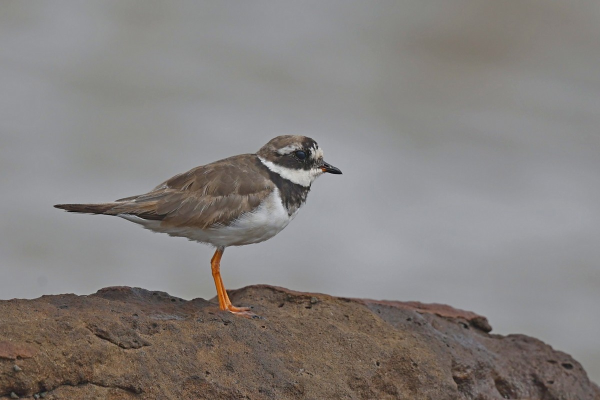 Common Ringed Plover - ML642849515