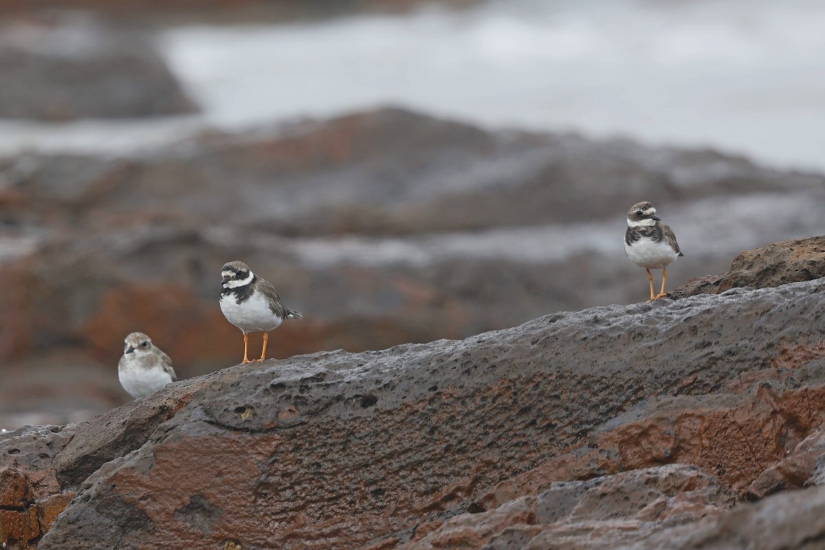 Common Ringed Plover - ML642849517
