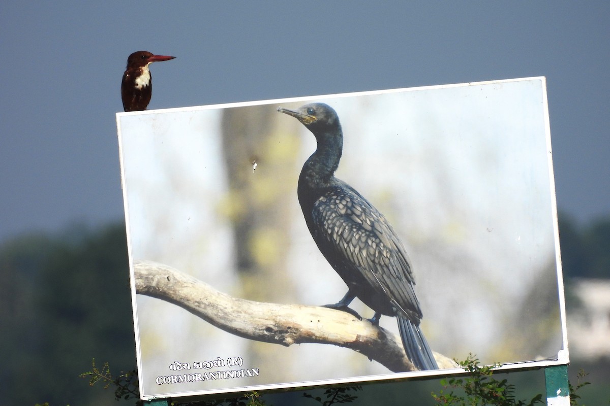 White-throated Kingfisher - ML642849518