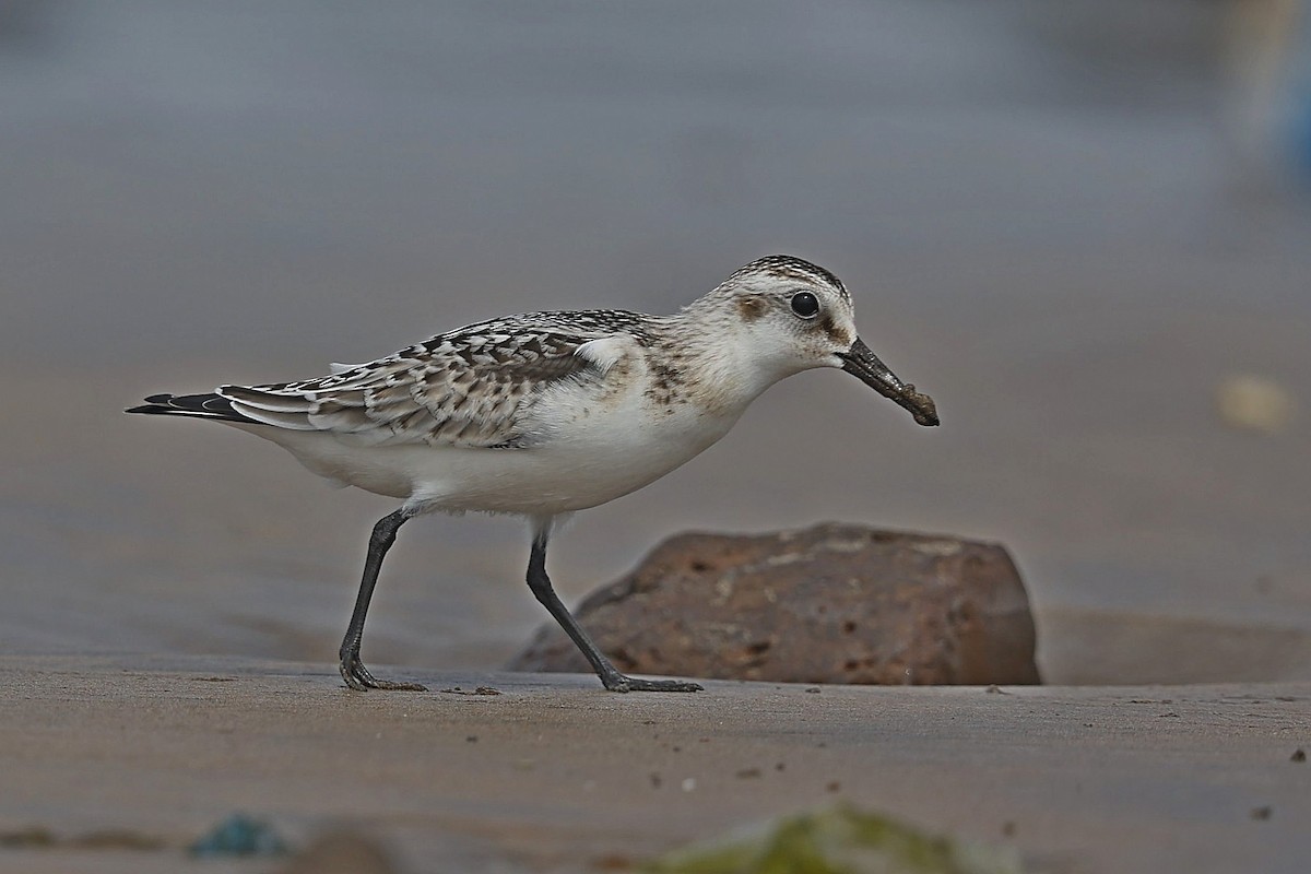 Sanderling - ML642849519