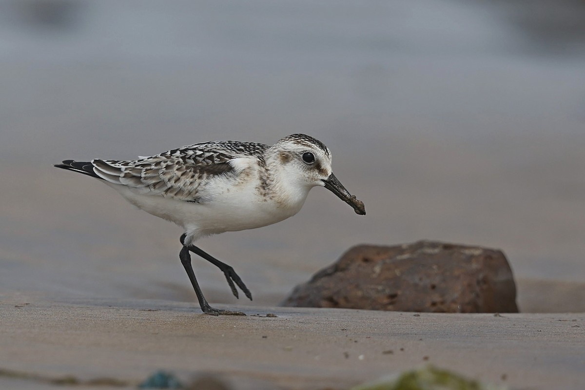 Sanderling - ML642849520