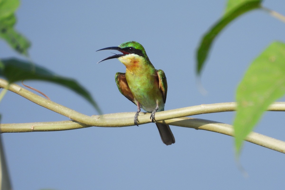 Blue-tailed Bee-eater - ML642849522