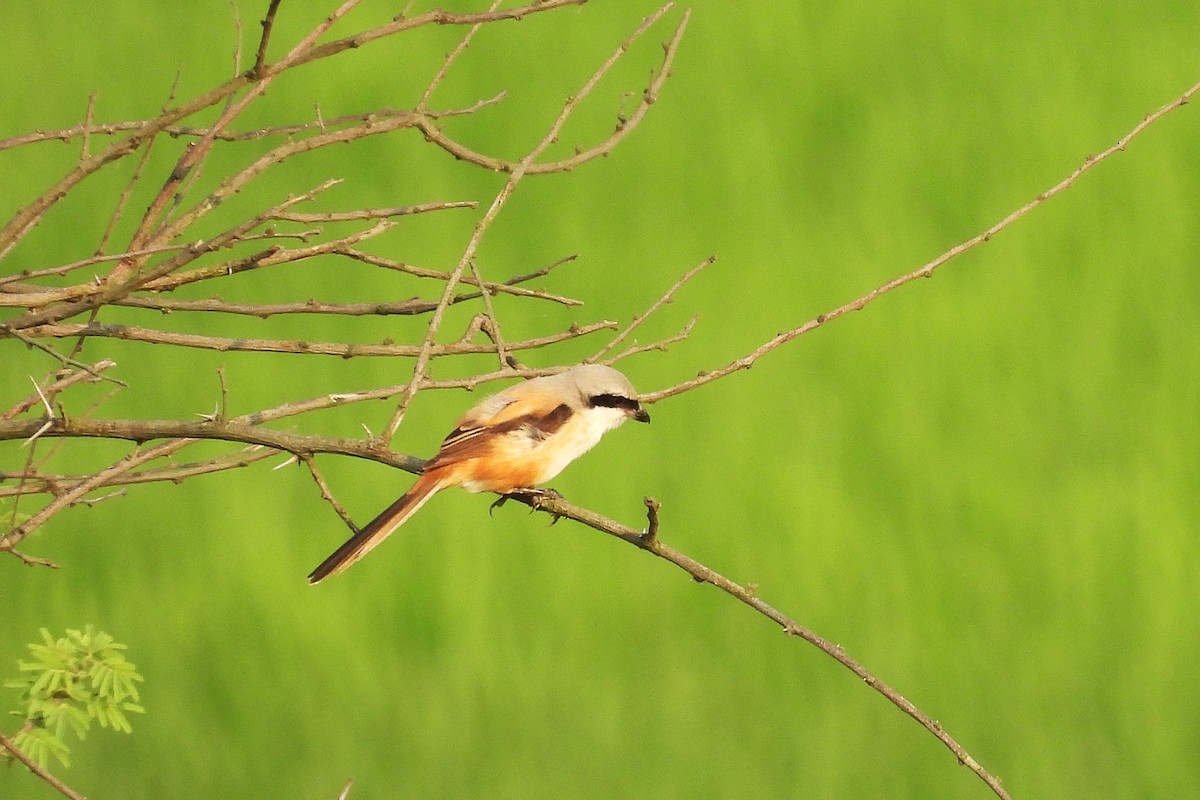 Long-tailed Shrike - ML642849523