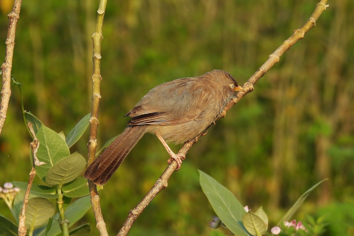 Jungle Babbler - ML642849533