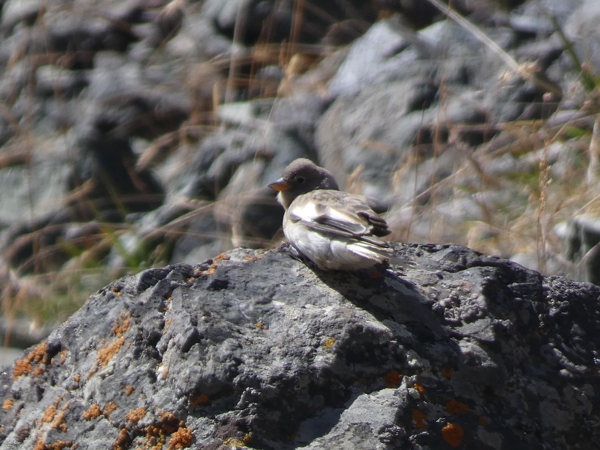 White-winged Snowfinch - ML642849534