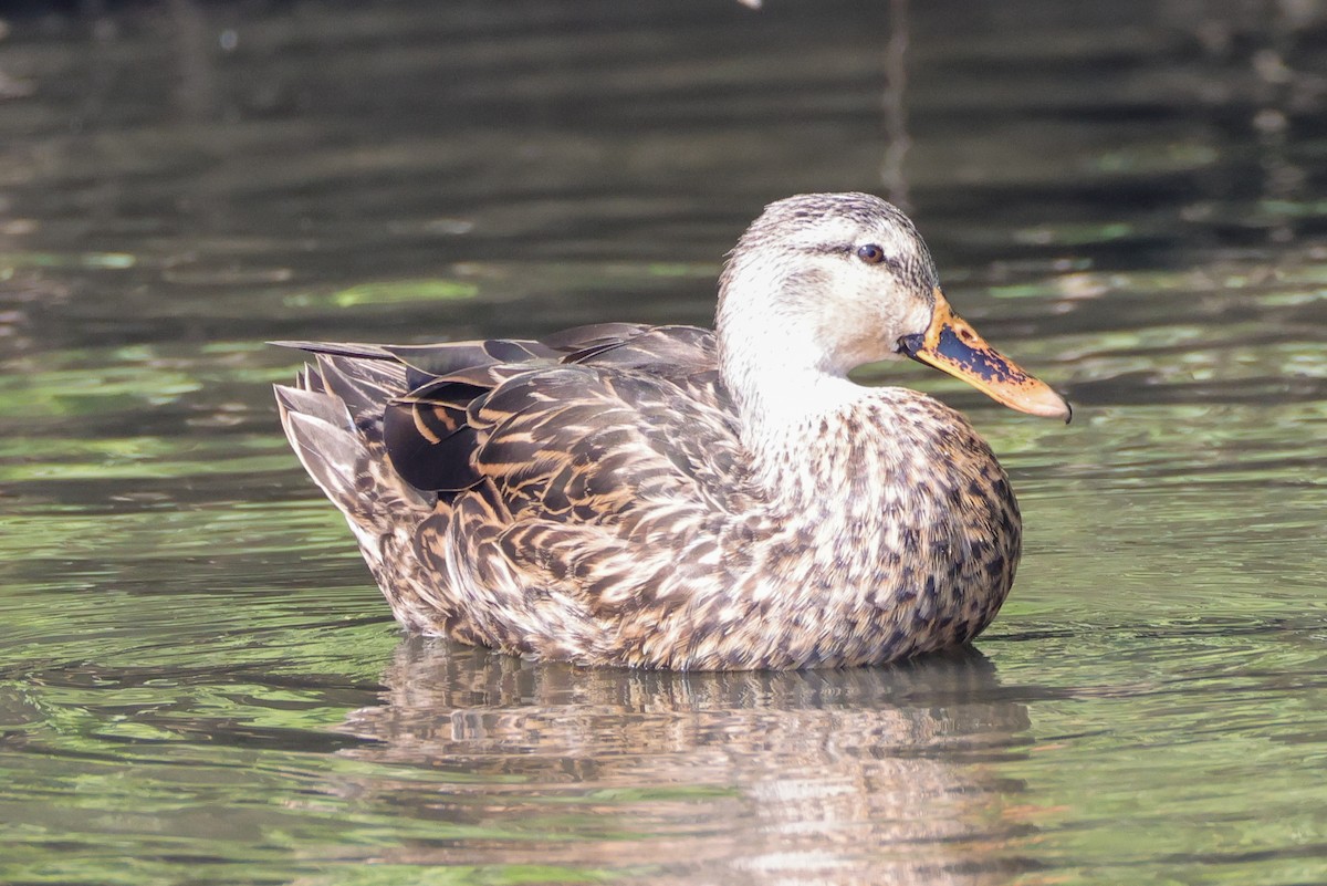 Mottled Duck - ML642849535