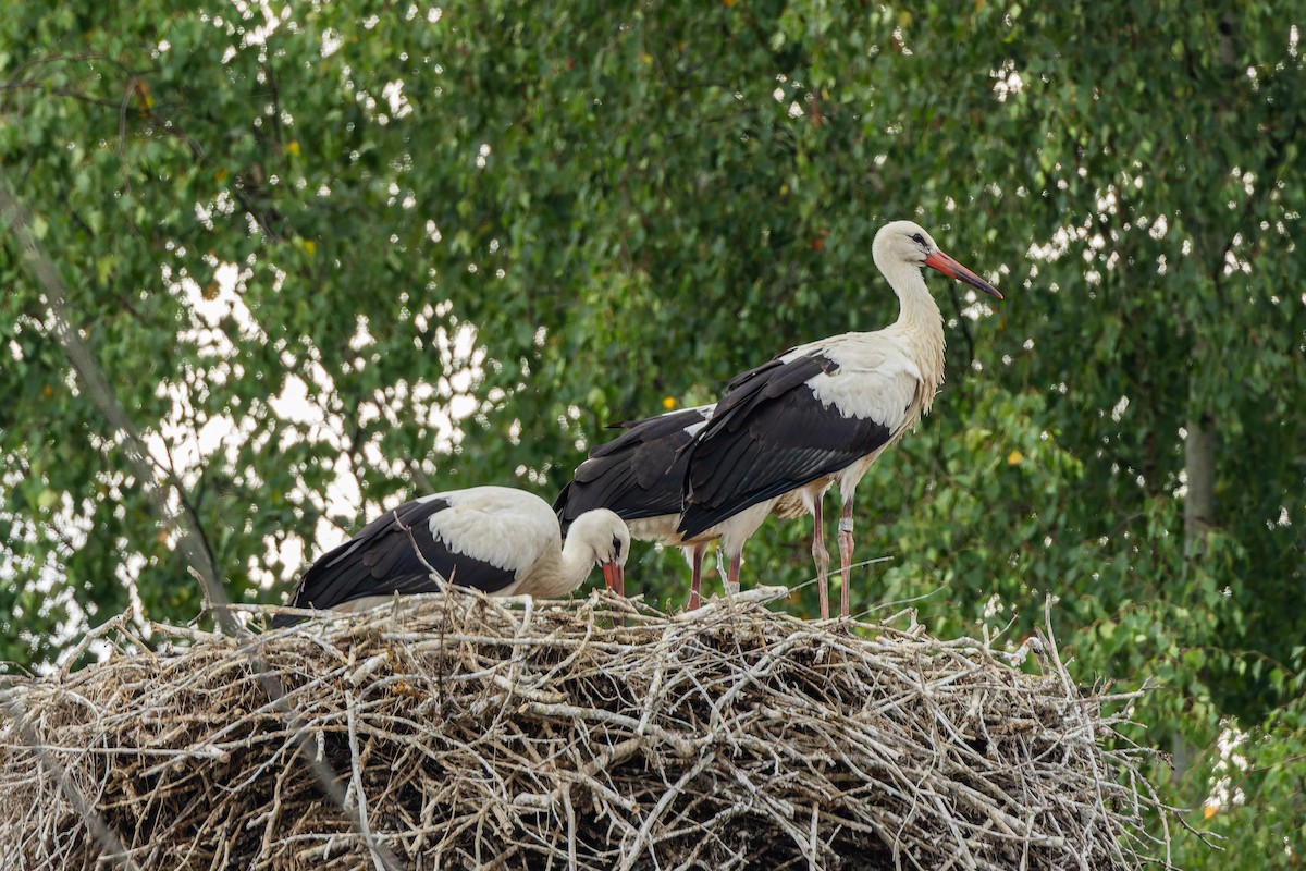White Stork - ML642849536