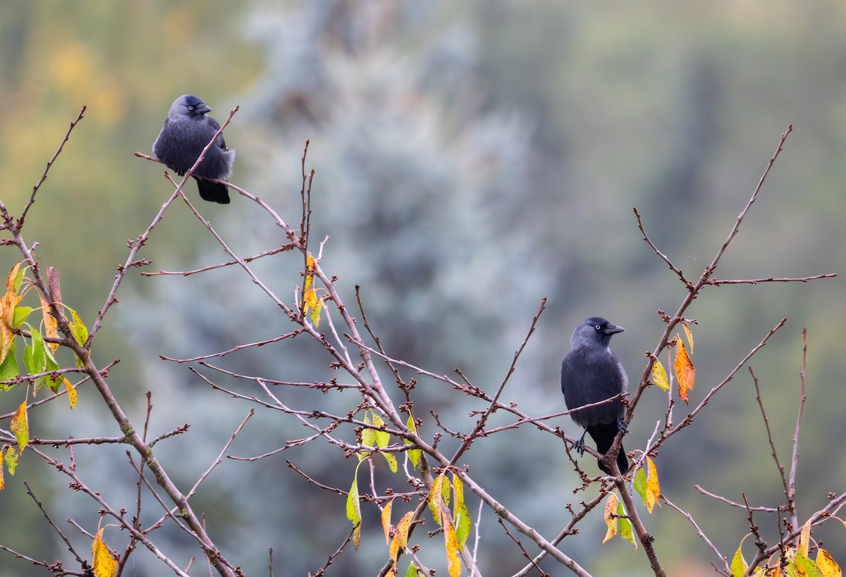 Eurasian Jackdaw - ML642849540
