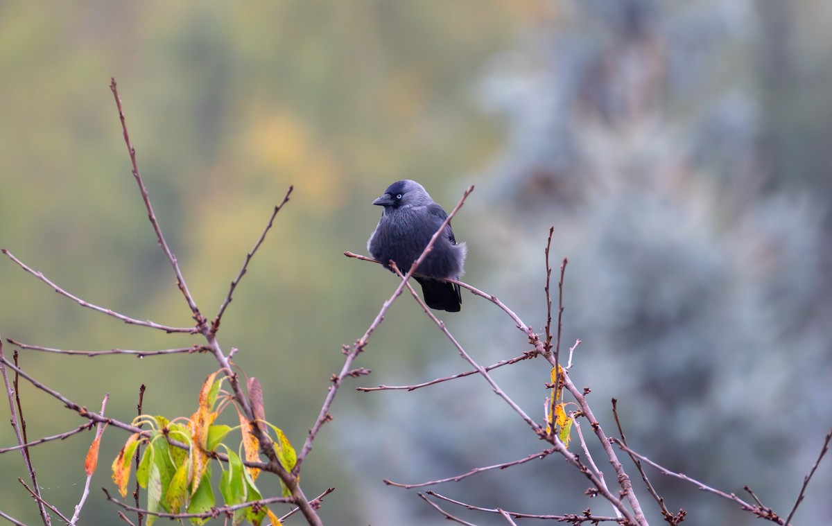 Eurasian Jackdaw - ML642849541