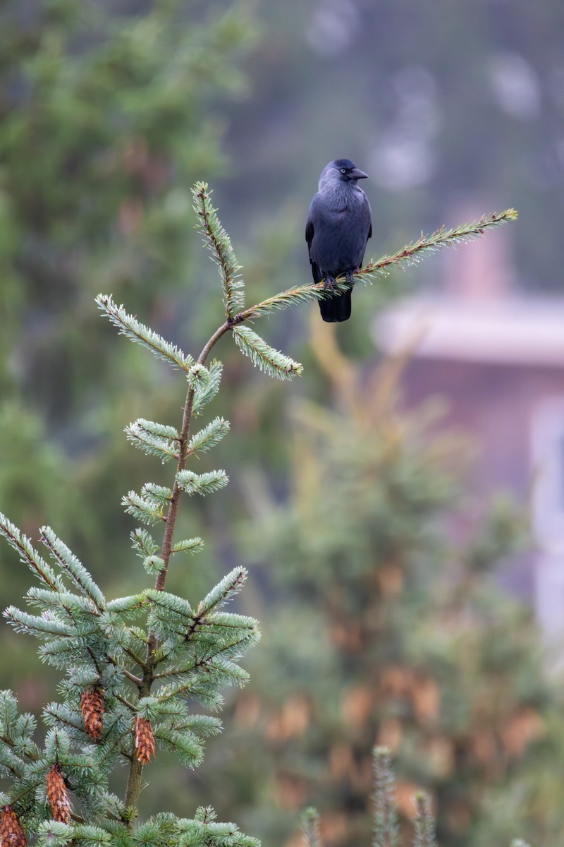 Eurasian Jackdaw - ML642849542