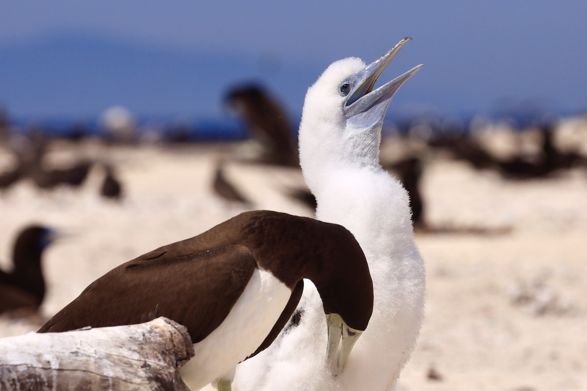 Brown Booby - ML642849556