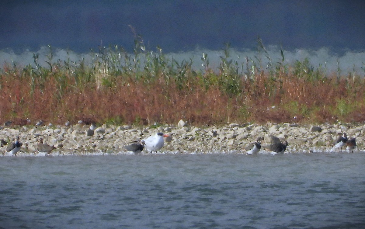 Caspian Tern - ML642849596