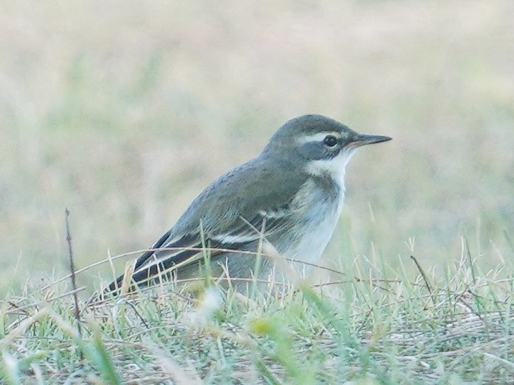 Eastern Yellow Wagtail - ML642849599