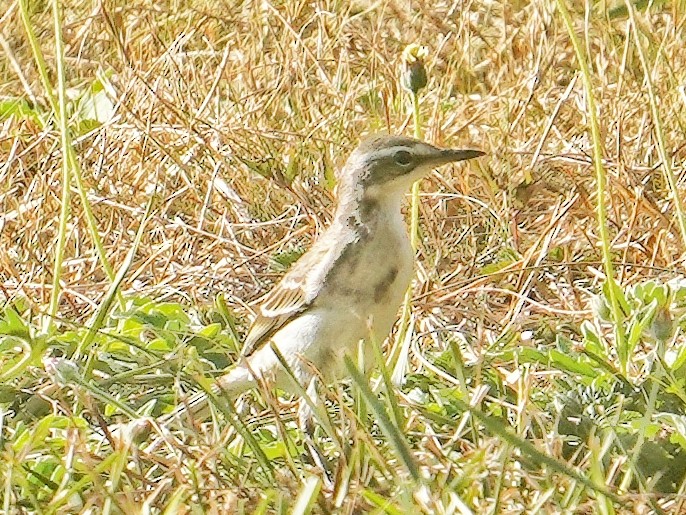 Eastern Yellow Wagtail - ML642849602