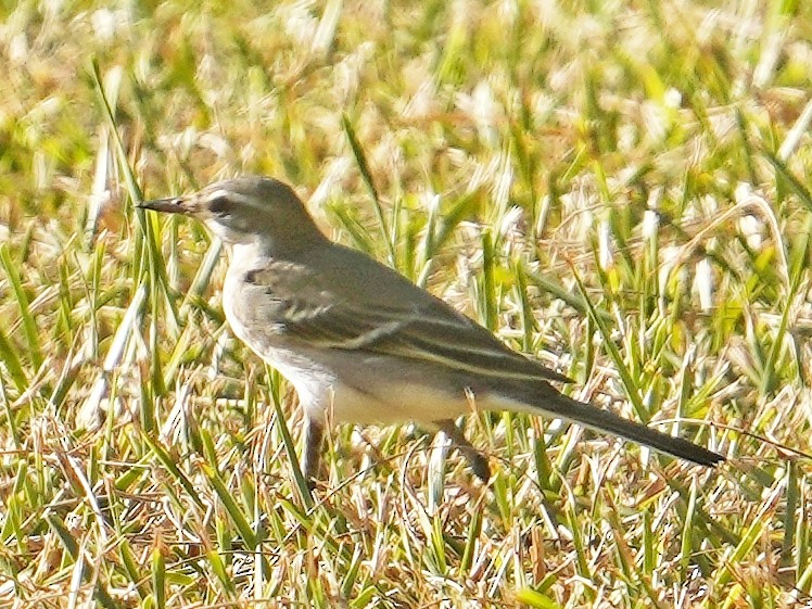 Eastern Yellow Wagtail - ML642849604