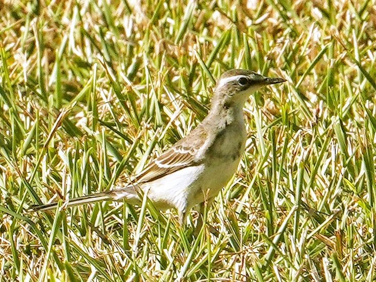 Eastern Yellow Wagtail - ML642849606
