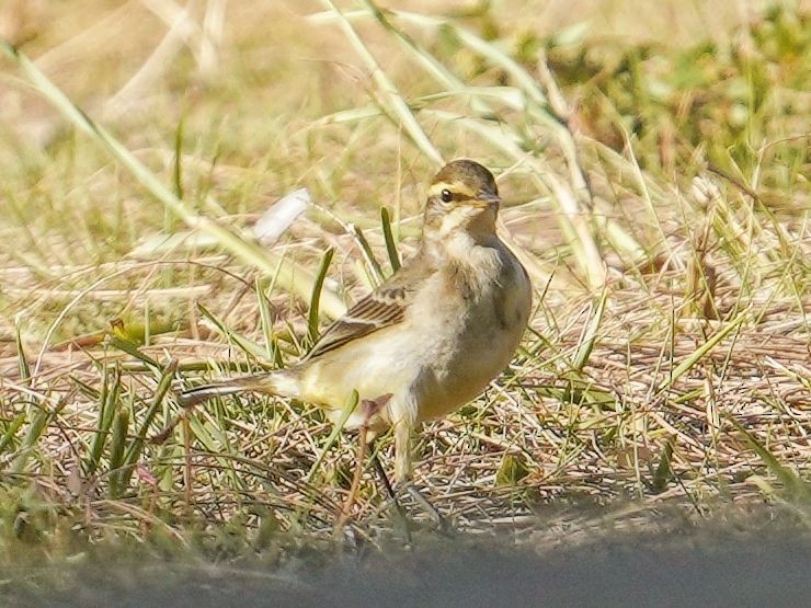 Eastern Yellow Wagtail - ML642849607