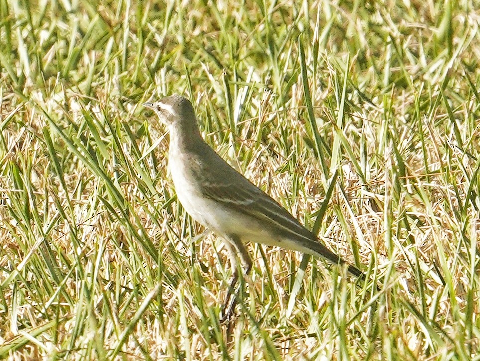 Eastern Yellow Wagtail - ML642849609