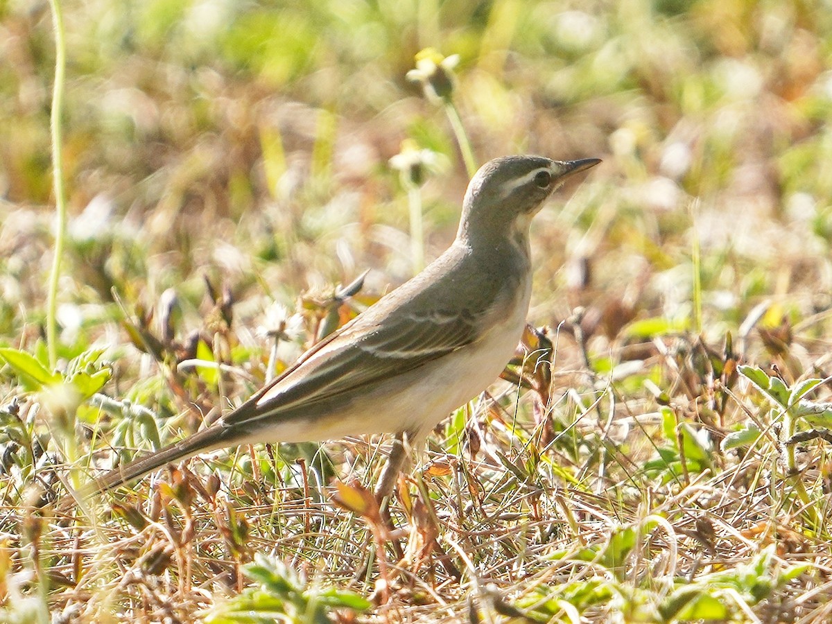 Eastern Yellow Wagtail - ML642849610