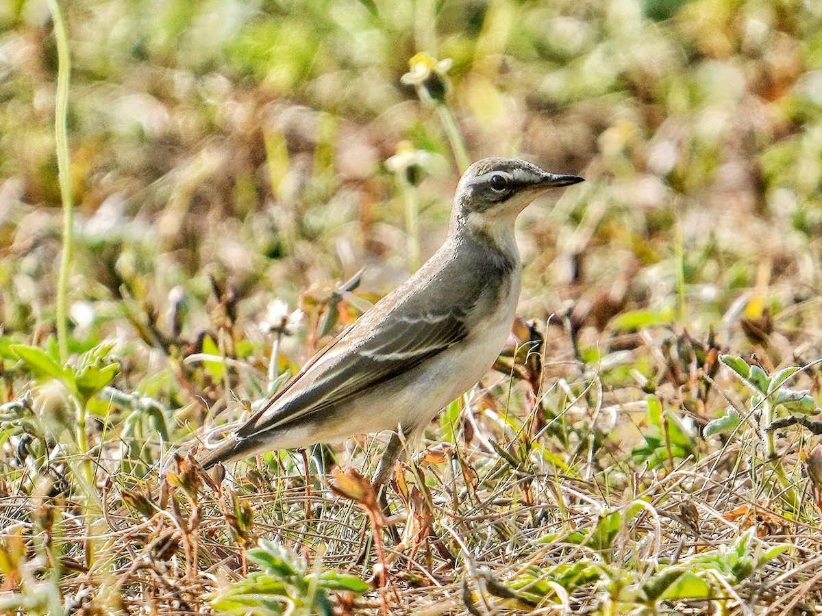 Eastern Yellow Wagtail - ML642849611