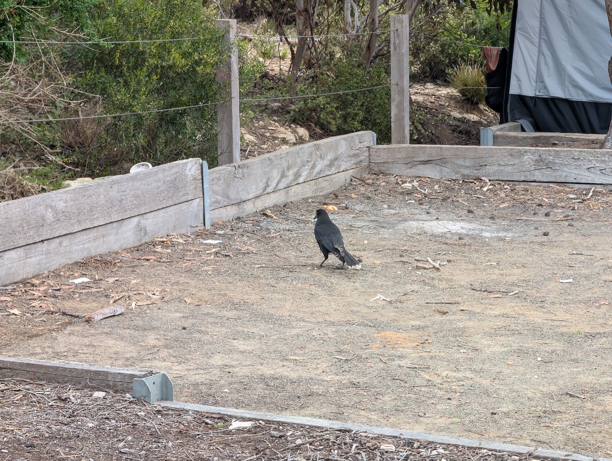 Gray Currawong - ML642849613