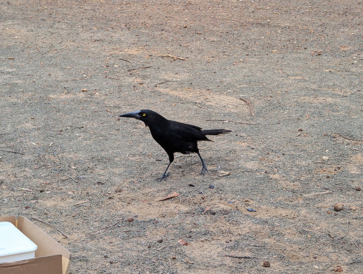 Gray Currawong - ML642849614