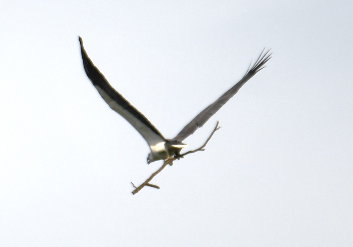 White-bellied Sea-Eagle - ML642849616