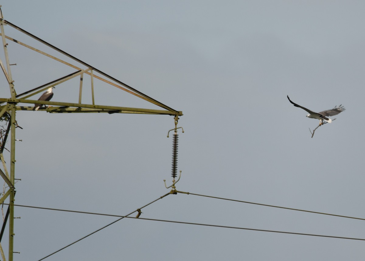 White-bellied Sea-Eagle - ML642849617