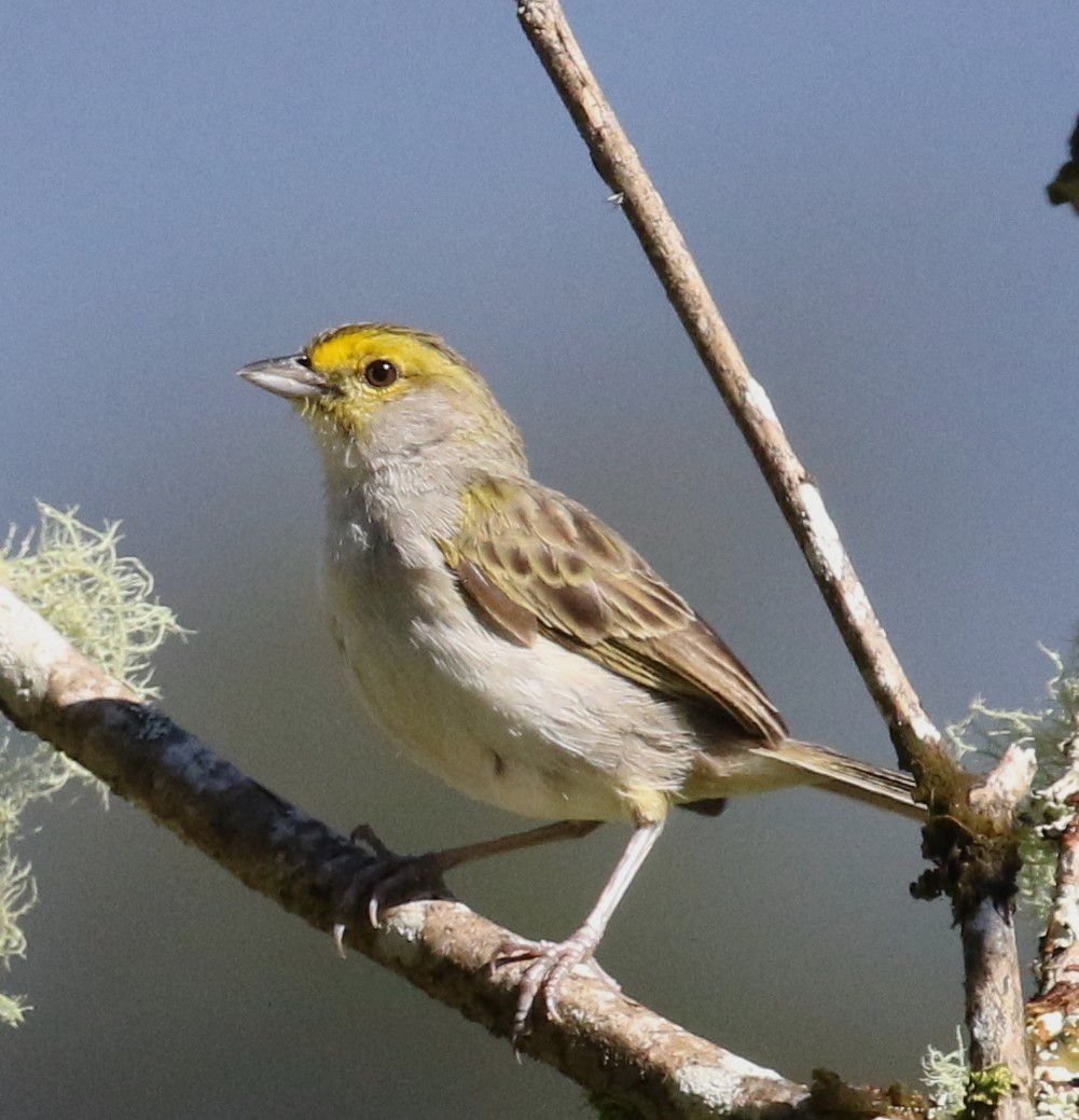 Yellow-browed Sparrow - ML642849650