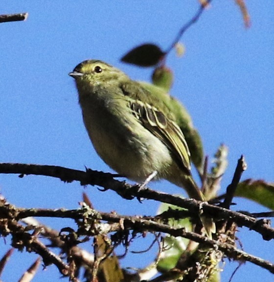 Tyranneau à face d'or - ML642849664
