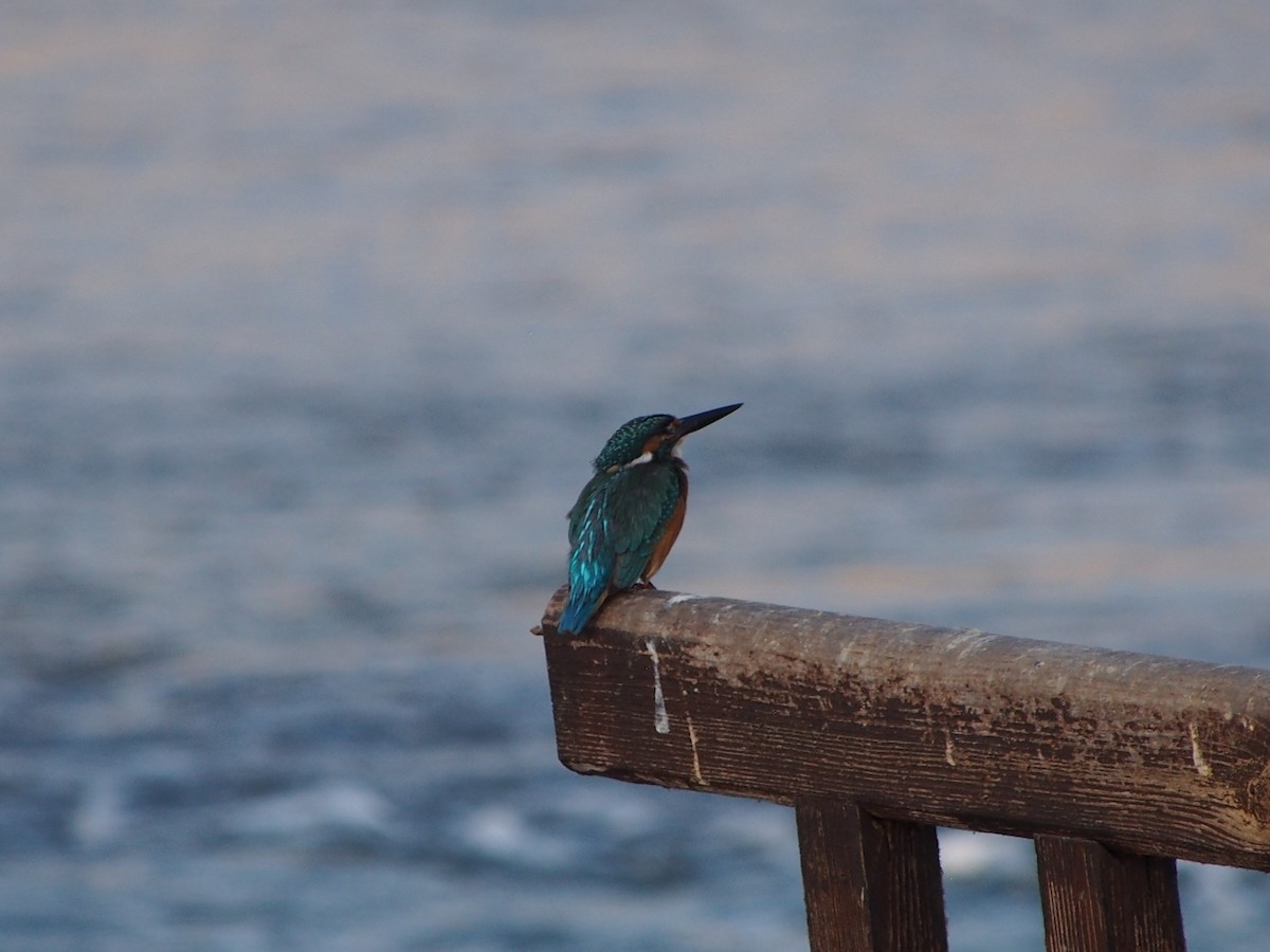 Eisvogel - ML642849669