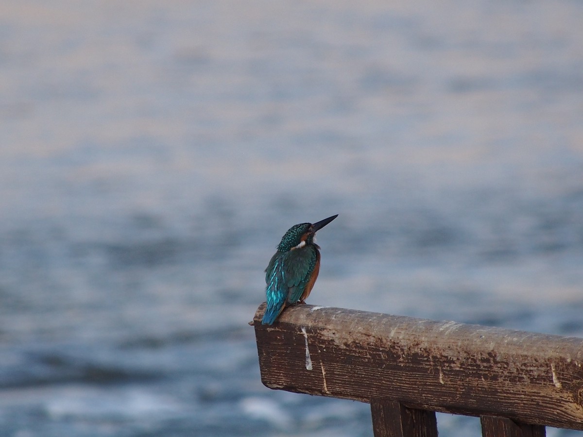 Eisvogel - ML642849670