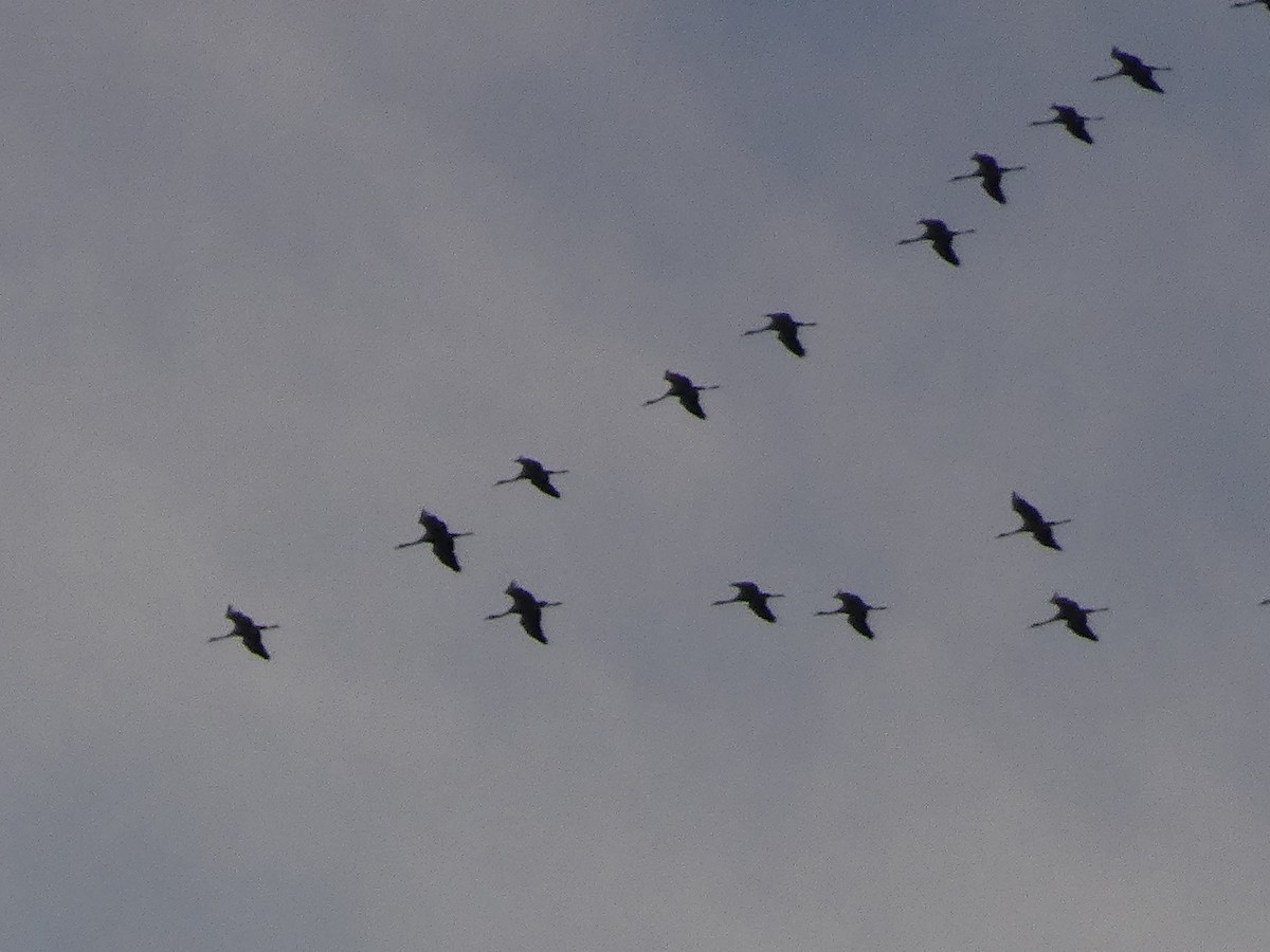 Common Crane - ML642849677