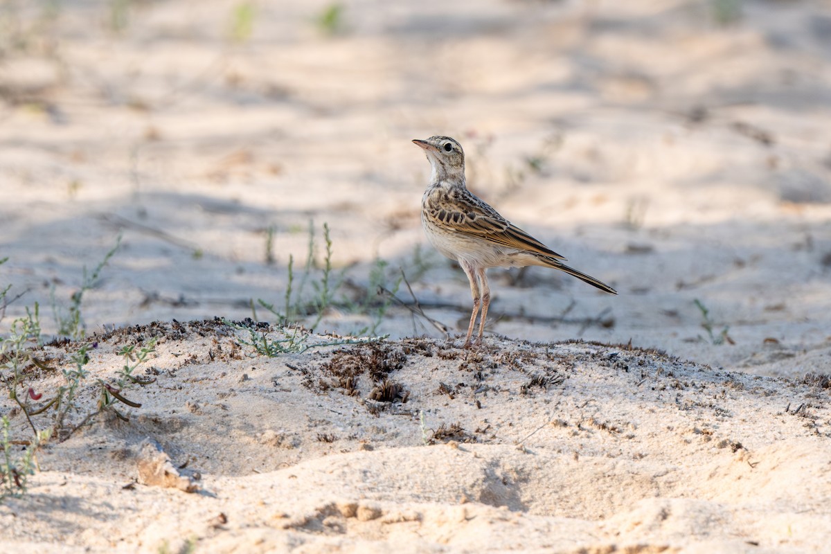 Australian Pipit - ML642849697