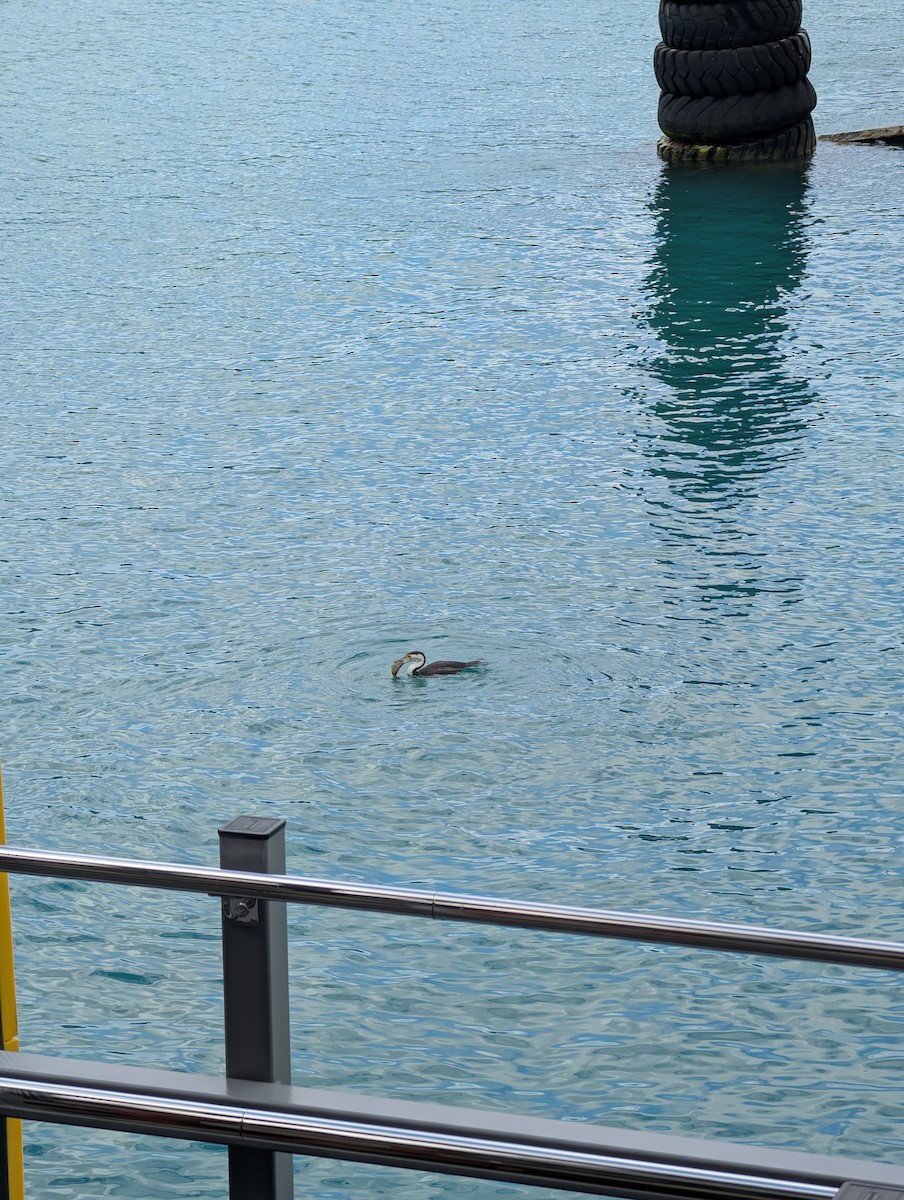 Pied Cormorant - ML642849703