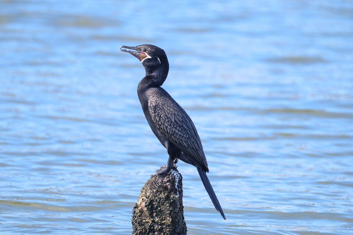 Neotropic Cormorant - ML642849705
